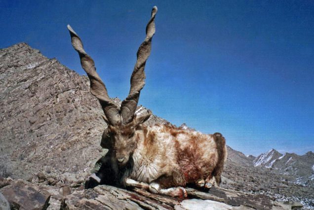 SULIEMAN MARKHORE HUNT